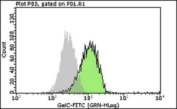 Milli-Mark&#174; Anti-Galactocerebrosid-FITC-Antikörper, Klon&nbsp;mGalC clone mGalC, Milli-Mark&#174;, from mouse