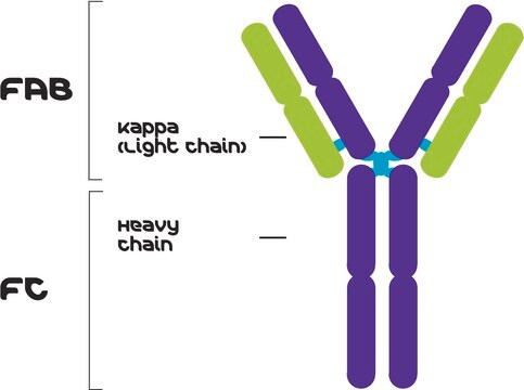 IgG2a, Kappa from murine myeloma clone UPC 10, purified immunoglobulin, buffered aqueous solution