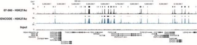 Przeciwciało przeciwko acetylo-histonie H3 (Lys27) serum, Upstate&#174;