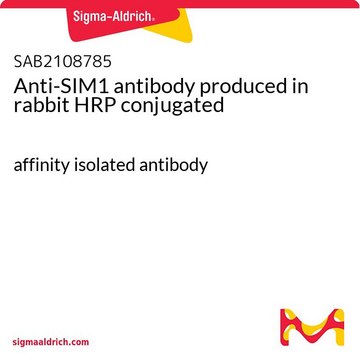 Anti-SIM1 antibody produced in rabbit HRP conjugated affinity isolated antibody