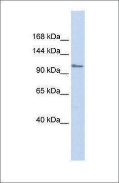 Anti-ZFPM1 antibody produced in rabbit affinity isolated antibody