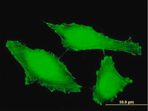 Monoclonal Anti-PTPRE antibody produced in mouse clone 2D10, purified immunoglobulin, buffered aqueous solution