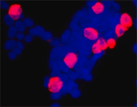 Anti-V5 in Kaninchen hergestellte Antikörper IgG fraction of antiserum