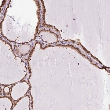 Anti-SGTA antibody produced in rabbit Prestige Antibodies&#174; Powered by Atlas Antibodies, affinity isolated antibody, buffered aqueous glycerol solution