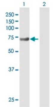 Anti-DHX58 antibody produced in mouse purified immunoglobulin, buffered aqueous solution