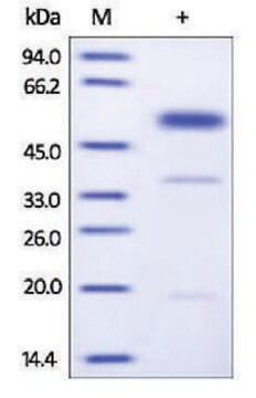 UPA 人 recombinant, expressed in HEK 293 cells, &#8805;95% (SDS-PAGE)