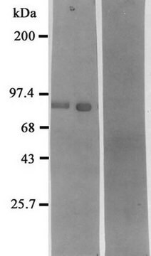 Anticorps anti-néprilysine (endopeptidase neutre, Nep) serum, Chemicon&#174;