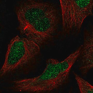 Anti-MLH3 antibody produced in rabbit Prestige Antibodies&#174; Powered by Atlas Antibodies, affinity isolated antibody