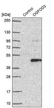 Anti-OGFOD3 antibody produced in rabbit Prestige Antibodies&#174; Powered by Atlas Antibodies, affinity isolated antibody, buffered aqueous glycerol solution