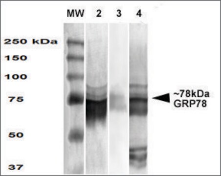 Monoclonal Anti-Grp78 - Atto 488 antibody produced in mouse clone 3C5-1A4, purified immunoglobulin