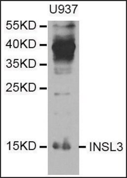 Anti-INSL3 antibody produced in rabbit affinity isolated antibody