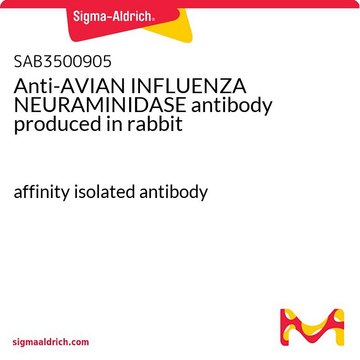 Anti-AVIAN INFLUENZA NEURAMINIDASE antibody produced in rabbit affinity isolated antibody