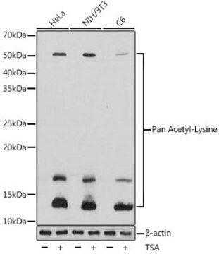 Anti-Pan Acetyl-Lysine antibody produced in rabbit