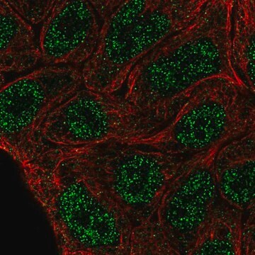 Anti-ELF5 antibody produced in rabbit Prestige Antibodies&#174; Powered by Atlas Antibodies, affinity isolated antibody