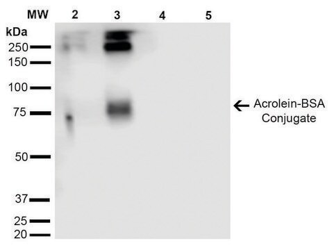 Monoclonal Anti-Acrolein-Horseradish Peroxidase antibody produced in mouse clone 2H2