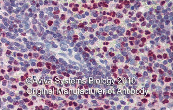 Anti-FCHO1 antibody produced in rabbit affinity isolated antibody