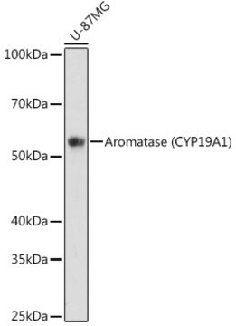 Przeciwciało przeciw aromatazie (CYP19A1), klon 5C5N7, królicze monoklonalne