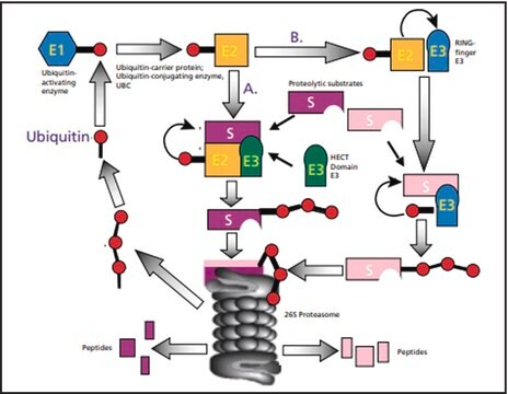 Ubiquitin &#8805;95% (SDS-PAGE), recombinant, expressed in E. coli (N-terminal FLAG&#174; tagged), lyophilized powder