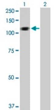 Anti-HERC3 antibody produced in rabbit purified immunoglobulin, buffered aqueous solution