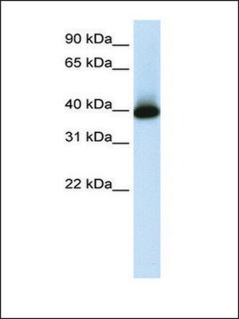 Anti-GSH2 antibody produced in rabbit IgG fraction of antiserum