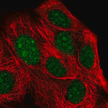 Anti-XRN2 antibody produced in rabbit Prestige Antibodies&#174; Powered by Atlas Antibodies, affinity isolated antibody