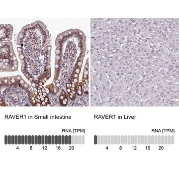 Anti-RAVER1 antibody produced in rabbit Prestige Antibodies&#174; Powered by Atlas Antibodies, affinity isolated antibody, buffered aqueous glycerol solution