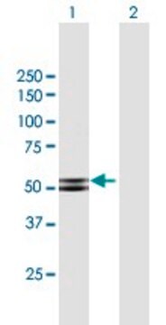 Anti-PRKAR2B antibody produced in mouse purified immunoglobulin, buffered aqueous solution