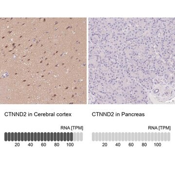 Anti-CTNND2 antibody produced in rabbit Prestige Antibodies&#174; Powered by Atlas Antibodies, affinity isolated antibody, buffered aqueous glycerol solution