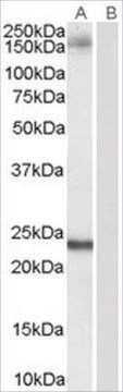 Anti-GOLGA3 antibody produced in goat affinity isolated antibody, buffered aqueous solution