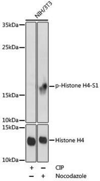 Anti-Phospho-Histone H4-S1 antibody produced in rabbit