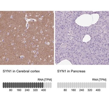 Anti-SYN1 antibody produced in rabbit Prestige Antibodies&#174; Powered by Atlas Antibodies, affinity isolated antibody, buffered aqueous glycerol solution