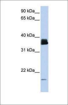 抗PPIA抗体 ウサギ宿主抗体 affinity isolated antibody