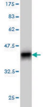 Monoclonal Anti-PPM1F antibody produced in mouse clone 2A9, purified immunoglobulin, buffered aqueous solution