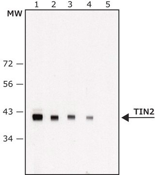 Anti-TIN2 antibody, Mouse monoclonal clone TIN30, purified from hybridoma cell culture