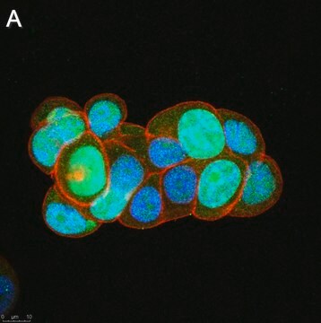 Anti-Survivin Antibody, clone 1N7 ZooMAb&#174; Rabbit Monoclonal recombinant, expressed in HEK 293 cells