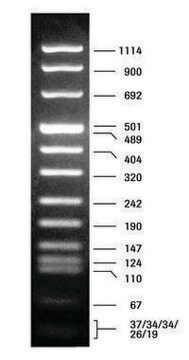 Marcatore di peso molecolare per DNA VIII pkg of 50&#160;&#956;g (in 200 &#956;l), solution