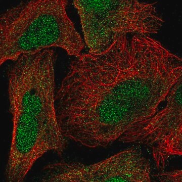 Anti-NTMT1 antibody produced in rabbit Prestige Antibodies&#174; Powered by Atlas Antibodies, affinity isolated antibody