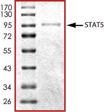 STAT5, His tagged human recombinant, expressed in baculovirus infected Sf9 cells, &#8805;70% (SDS-PAGE), buffered aqueous glycerol solution