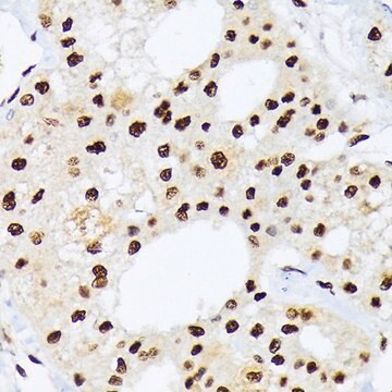 Anti-hnRNP Q/SYNCRIP antibody produced in rabbit