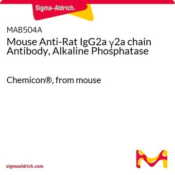 Mouse Anti-Rat IgG2a &#947;2a chain Antibody, Alkaline Phosphatase Chemicon&#174;, from mouse