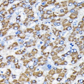 Anti- Smad3 antibody produced in rabbit