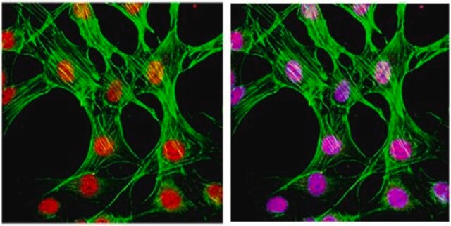 Anticorpo anti-p38 fosforilata (Thr180/Tyr182), clone 6E5.2 clone 6E5.2, from mouse