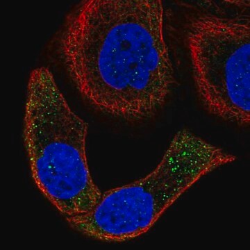 Anti-SPON2 antibody produced in rabbit Prestige Antibodies&#174; Powered by Atlas Antibodies, affinity isolated antibody