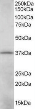 Anti-CRKL antibody produced in goat affinity isolated antibody, buffered aqueous solution