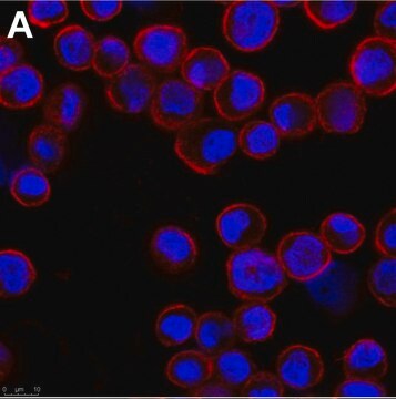 抗-腺病毒六邻体抗体，克隆号7/48.7c，ZooMAb&#174;，小鼠单克隆 recombinant, expressed in HEK 293 cells