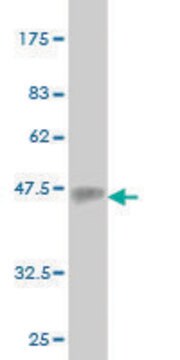 Monoclonal Anti-EMILIN2 antibody produced in mouse clone 3D9, purified immunoglobulin, buffered aqueous solution