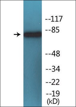 Anti-phospho-PI3-kinase p85-&#945; (pTyr607) antibody produced in rabbit affinity isolated antibody