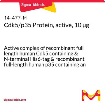 Cdk5/p35 Protein, active, 10 &#181;g Active complex of recombinant full length human Cdk5 containing &amp; N-terminal His6-tag &amp; recombinant full-length human p35 containing an N-terminal GST-tag, for use in Kinase Assays.