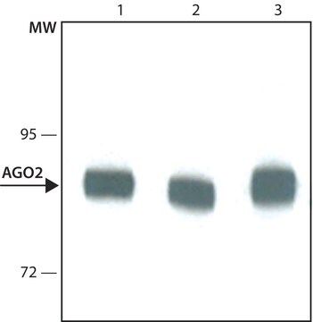 モノクローナル抗AGO2 ラット宿主抗体 ~1.5&#160;mg/mL, clone 11A9, purified immunoglobulin