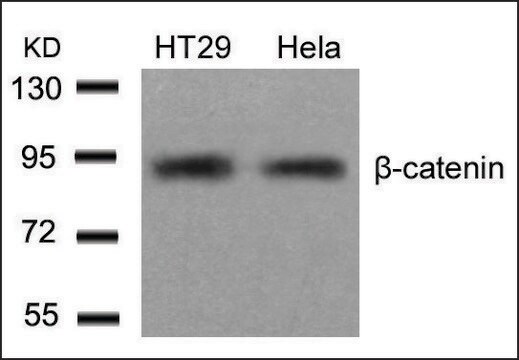 Anti-CTNNB1 (Ab-654) antibody produced in rabbit affinity isolated antibody